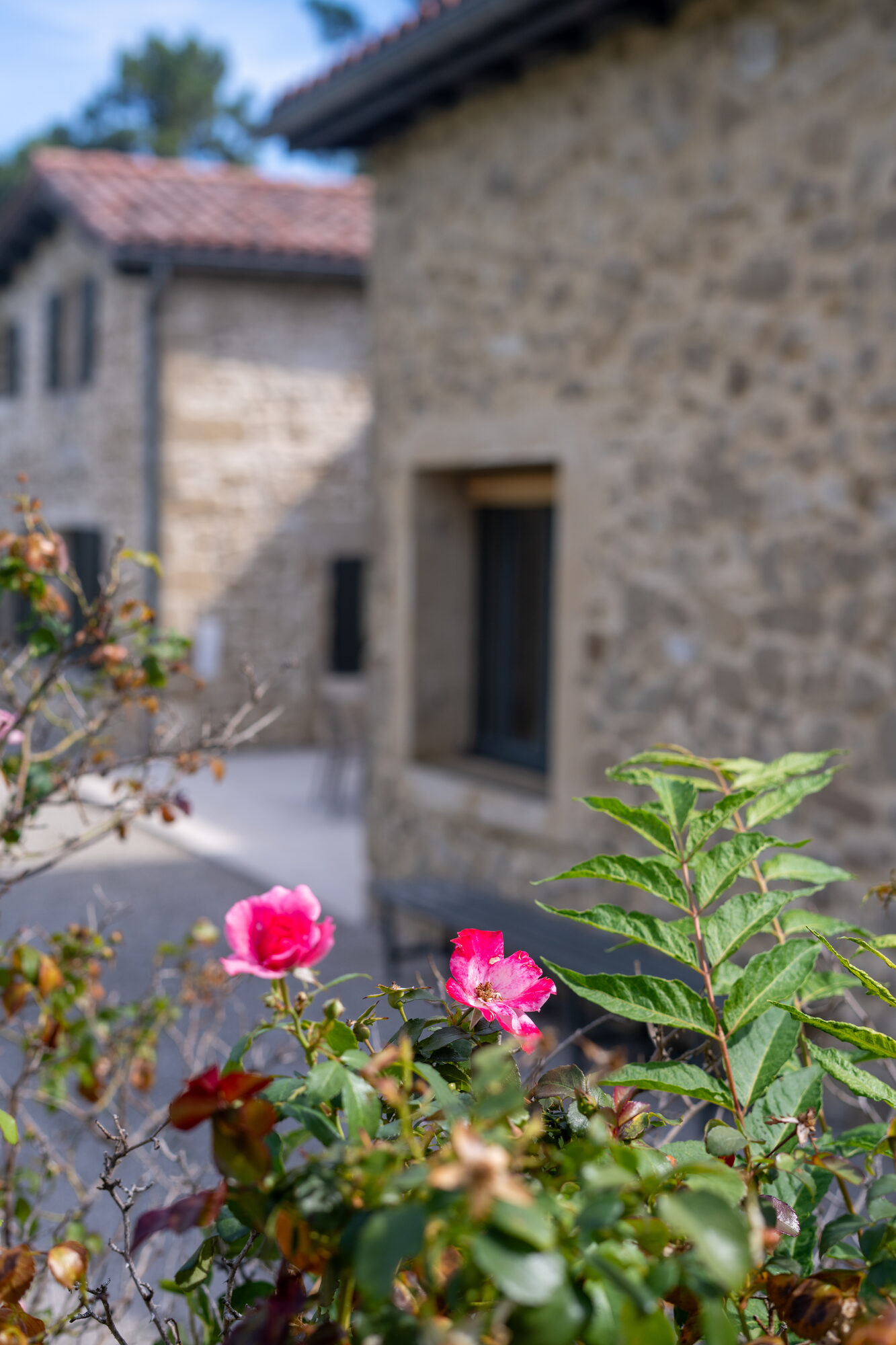 Roses et façade en pierre