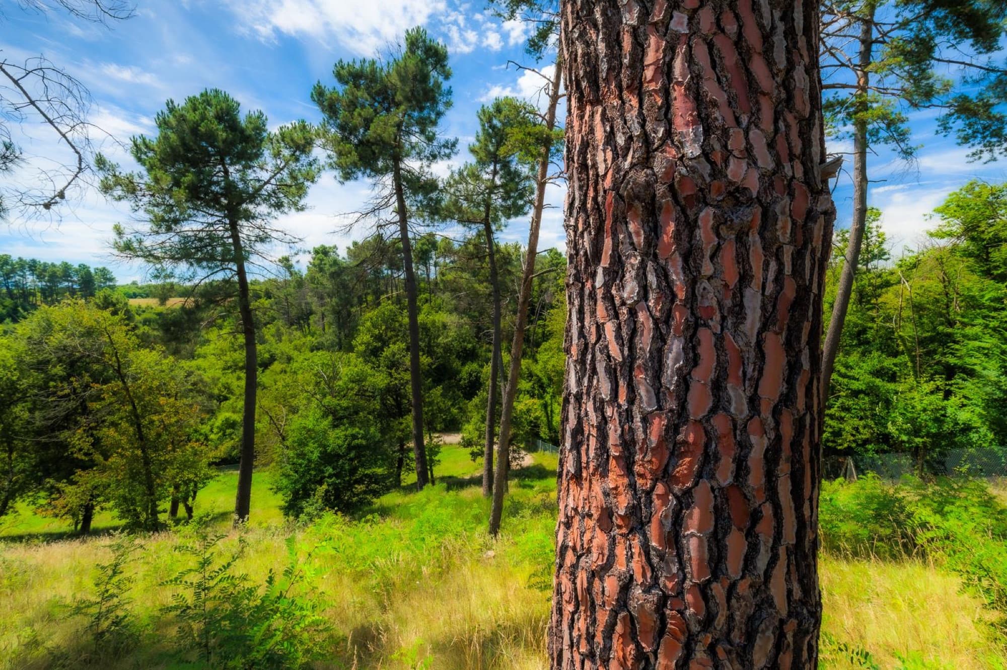 Forêt et arbres centenaires